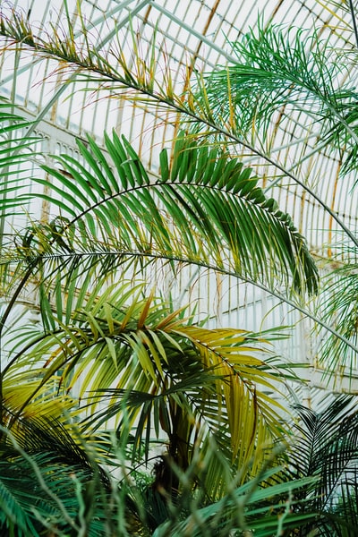 绿色棕榈植物的照片
